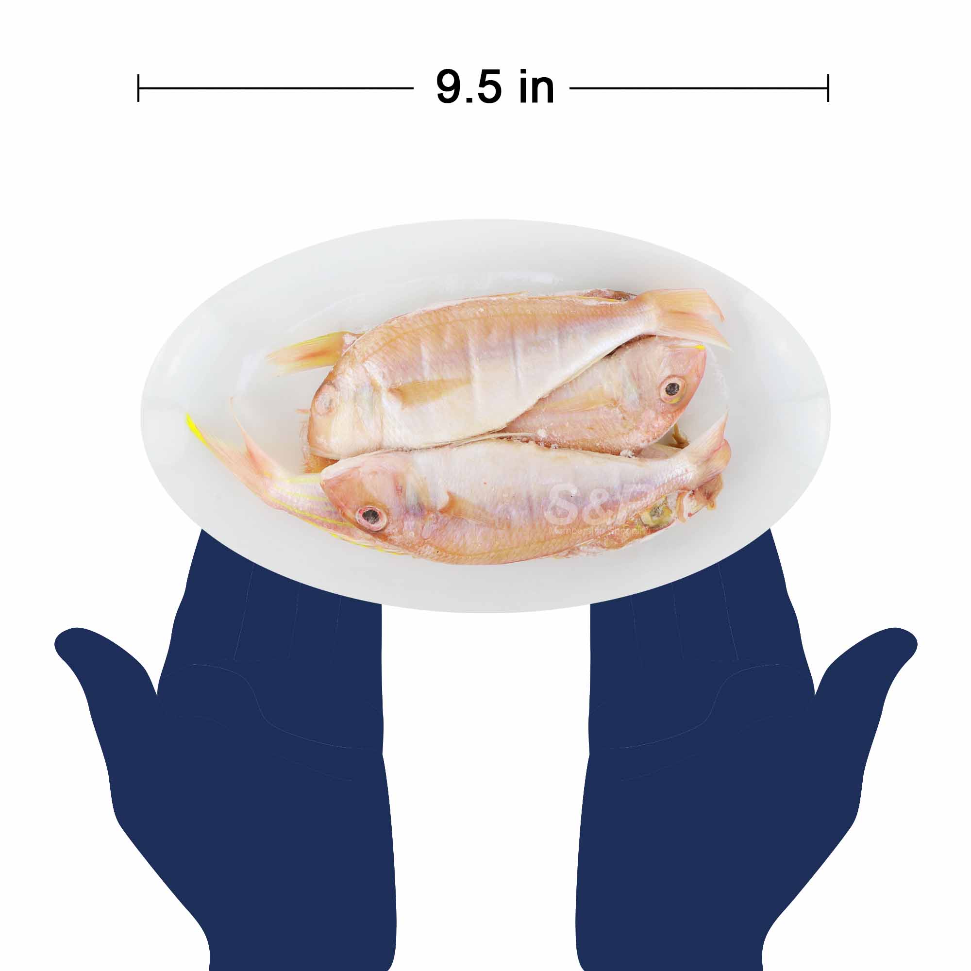 Bisugo Big